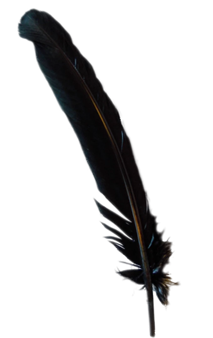 Promo ✨ Generic Black Turkey Feather ⭐ 1 Generic Black Turkey Feather